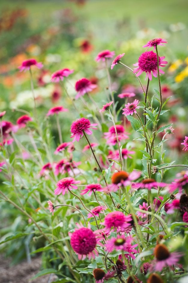 purple coneflower 'Southern Belle'